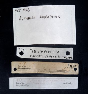 Media type: image;   Ichthyology 858 Description: photograph;  Aspect: labels